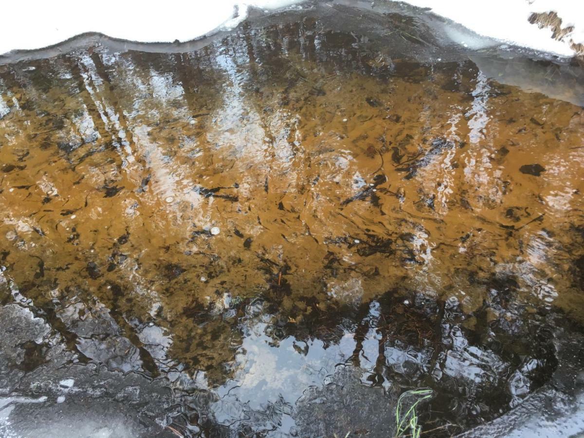 Vila Migla Paseksciai Buitenkant foto